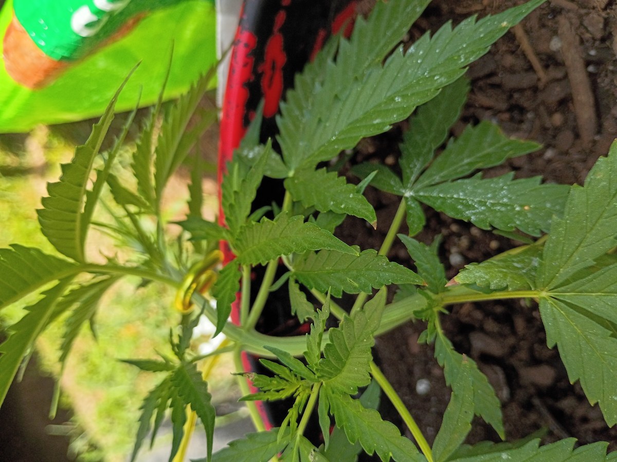bbs-grow-diaries/blimburnseeds-com/user-45997/c88cb72e90a7b166