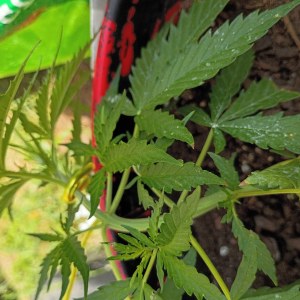 bbs-grow-diaries/blimburnseeds-com/user-45997/c88cb72e90a7b166
