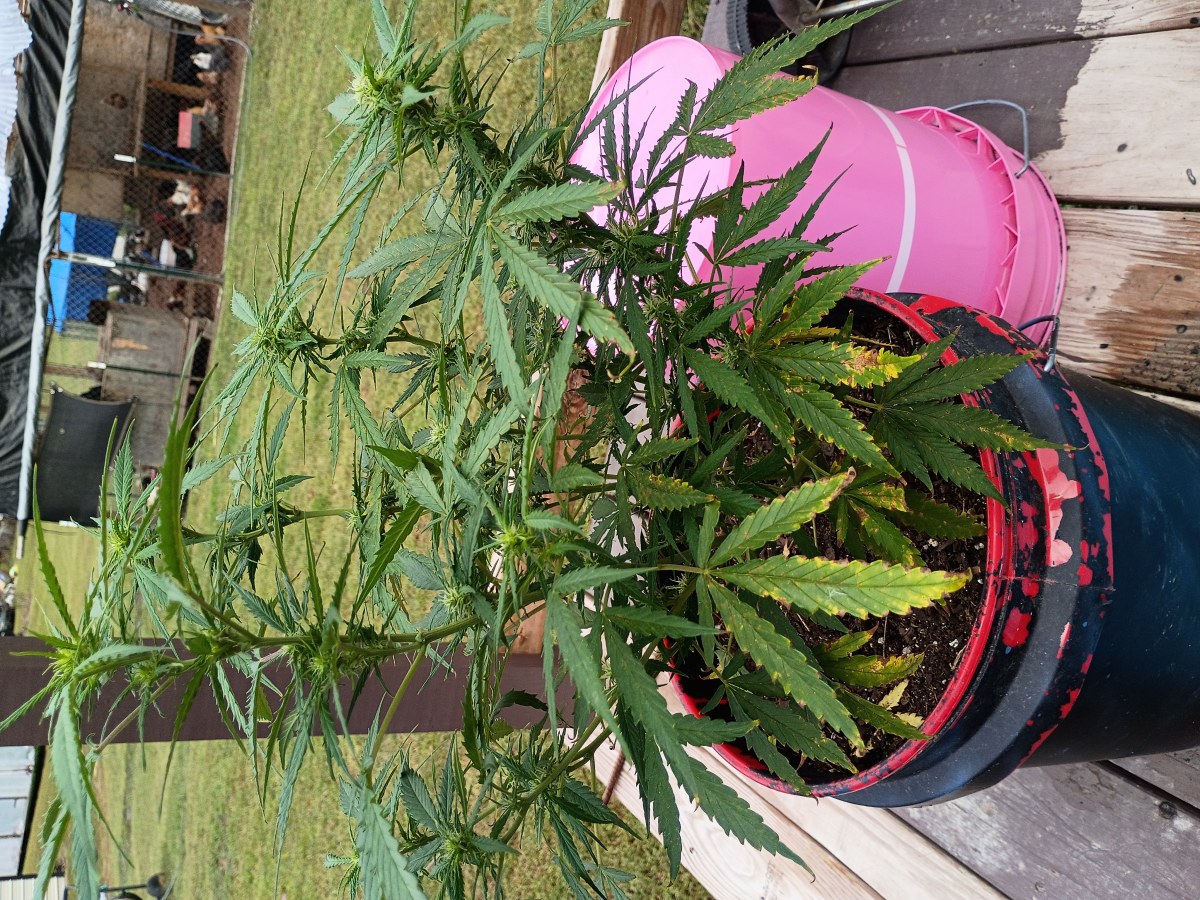 bbs-grow-diaries/blimburnseeds-com/user-45997/cca0f41fc37a65be