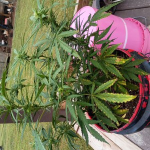 bbs-grow-diaries/blimburnseeds-com/user-45997/cca0f41fc37a65be