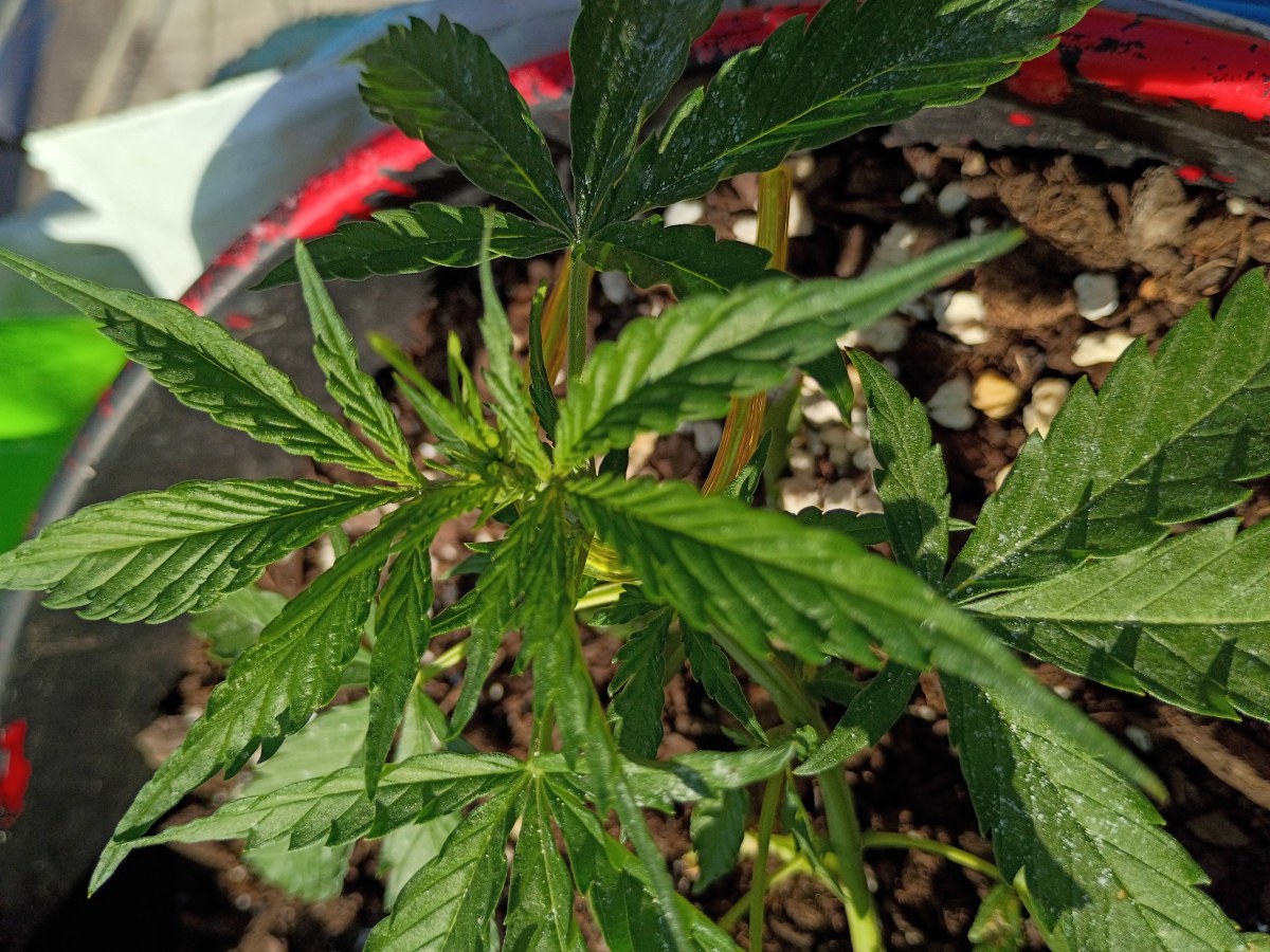 bbs-grow-diaries/blimburnseeds-com/user-45997/e4fe38cb816fda8f