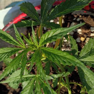 bbs-grow-diaries/blimburnseeds-com/user-45997/e4fe38cb816fda8f