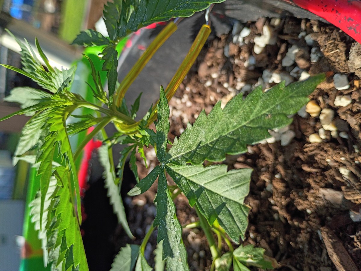 bbs-grow-diaries/blimburnseeds-com/user-45997/e958a3797c4de063