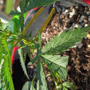bbs-grow-diaries/blimburnseeds-com/user-45997/e958a3797c4de063