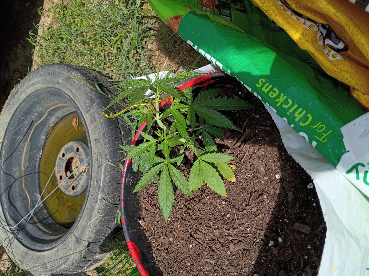 bbs-grow-diaries/blimburnseeds-com/user-45997/f7c58c6827cfd63c