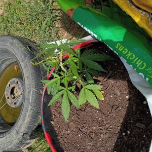 bbs-grow-diaries/blimburnseeds-com/user-45997/f7c58c6827cfd63c