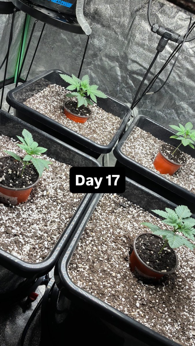 bbs-grow-diaries/blimburnseeds-com/user-46132/31344d0aee93f826