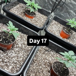 bbs-grow-diaries/blimburnseeds-com/user-46132/31344d0aee93f826