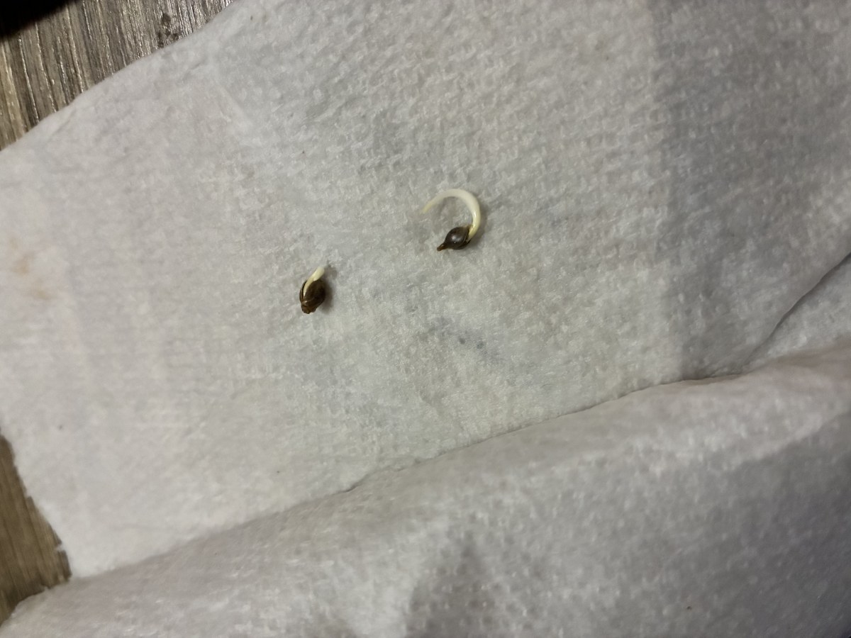 bbs-grow-diaries/blimburnseeds-com/user-46132/6babc5ba87c31f03