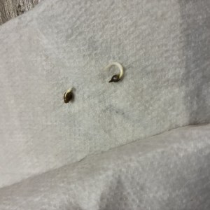 bbs-grow-diaries/blimburnseeds-com/user-46132/6babc5ba87c31f03