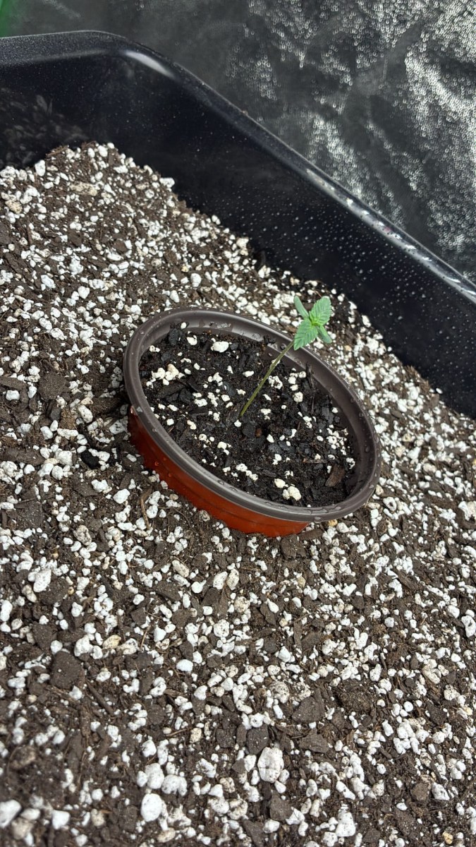 bbs-grow-diaries/blimburnseeds-com/user-46132/9c1cebeb173b0152