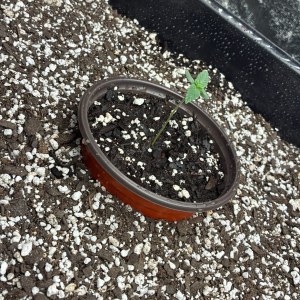 bbs-grow-diaries/blimburnseeds-com/user-46132/9c1cebeb173b0152