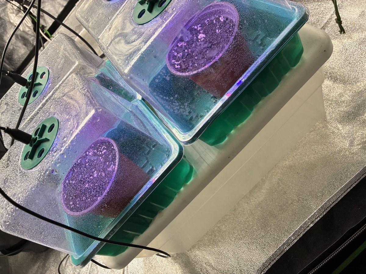 bbs-grow-diaries/blimburnseeds-com/user-46132/a3c040746516c488