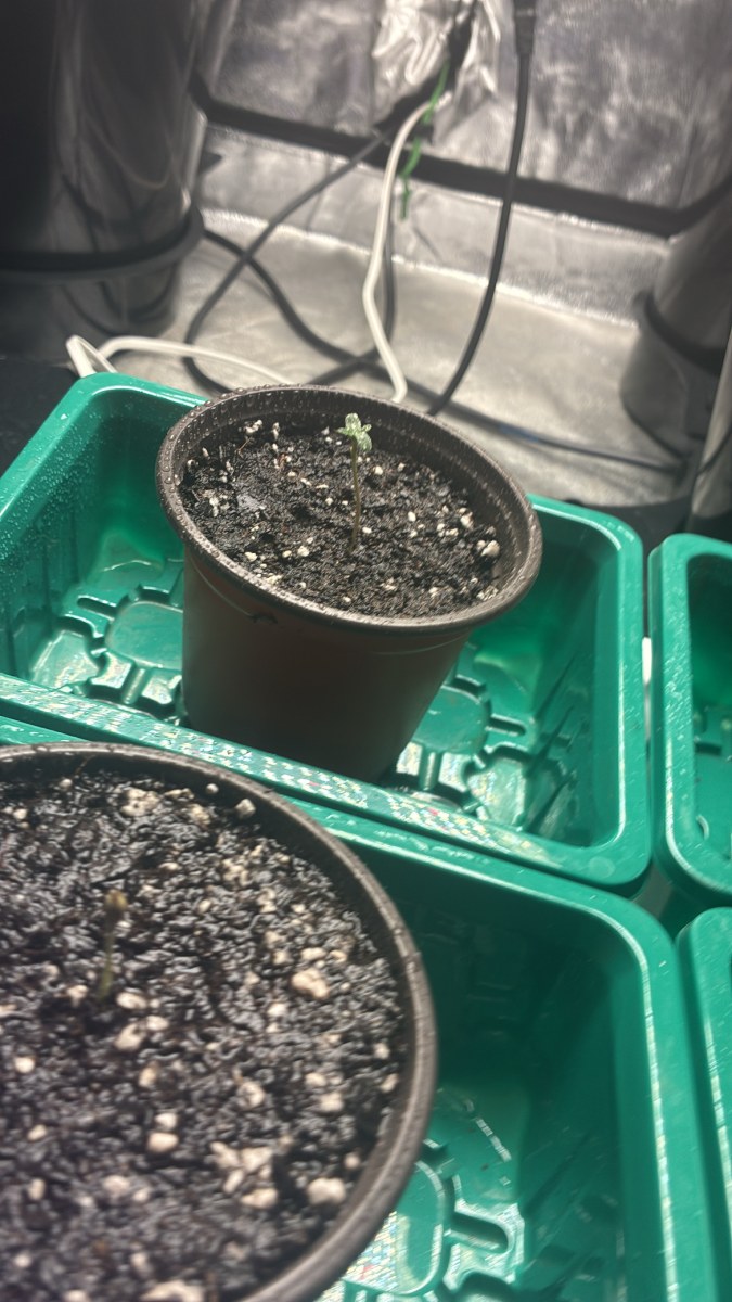 bbs-grow-diaries/blimburnseeds-com/user-46132/ddcaf486bbba48fe