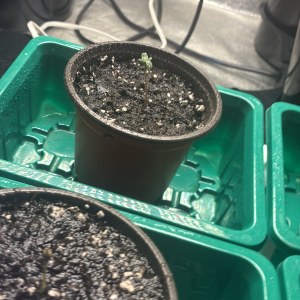 bbs-grow-diaries/blimburnseeds-com/user-46132/ddcaf486bbba48fe