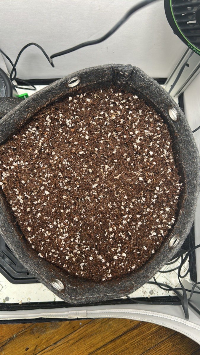 bbs-grow-diaries/blimburnseeds-com/user-46265/d22267653ffb75c1