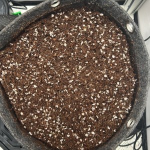 bbs-grow-diaries/blimburnseeds-com/user-46265/d22267653ffb75c1