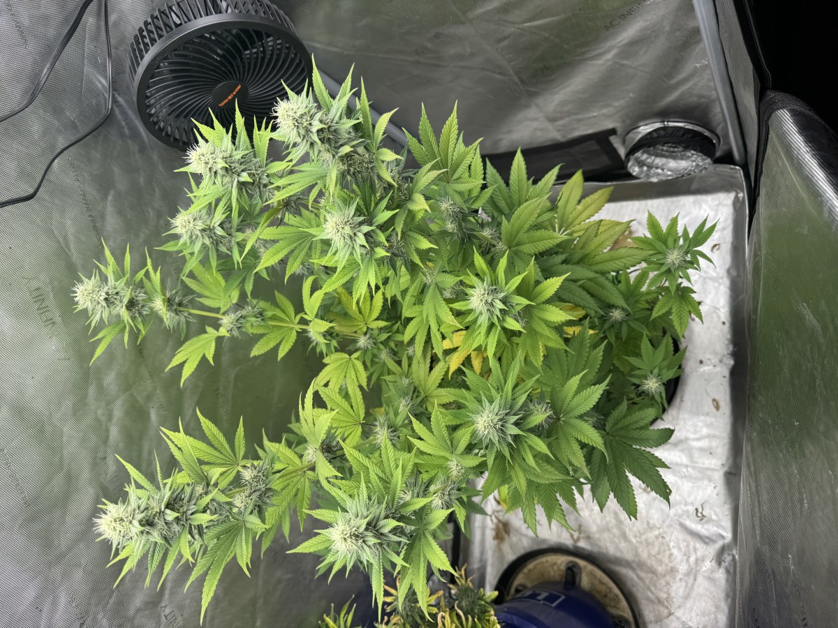 bbs-grow-diaries/blimburnseeds-com/user-46493/013e40f6de83b491