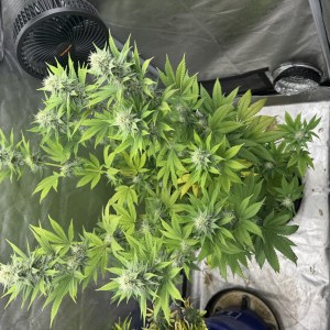 bbs-grow-diaries/blimburnseeds-com/user-46493/013e40f6de83b491