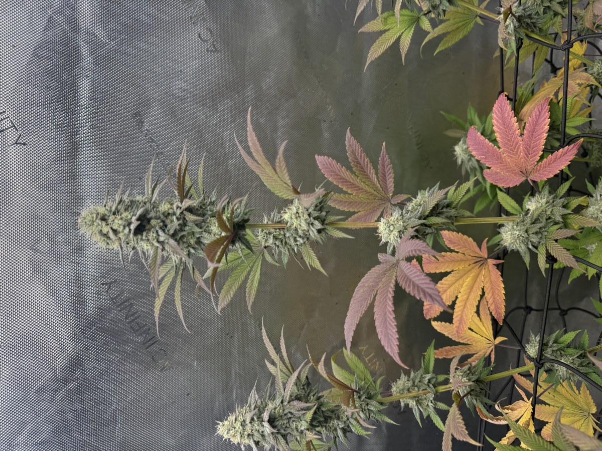 bbs-grow-diaries/blimburnseeds-com/user-46493/07b17003878f1d71