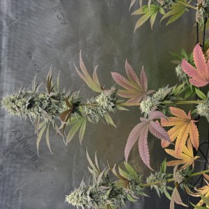 bbs-grow-diaries/blimburnseeds-com/user-46493/07b17003878f1d71