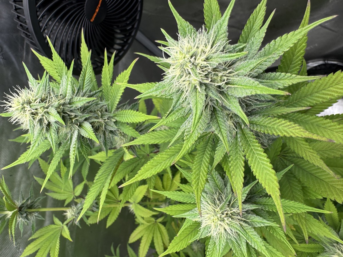 bbs-grow-diaries/blimburnseeds-com/user-46493/4afbda16894c4bc8