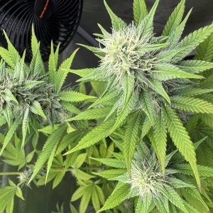 bbs-grow-diaries/blimburnseeds-com/user-46493/4afbda16894c4bc8