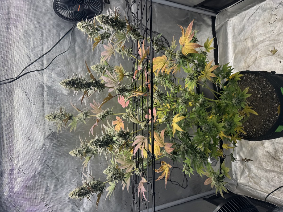 bbs-grow-diaries/blimburnseeds-com/user-46493/4daff2c0f571b262