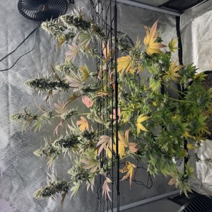 bbs-grow-diaries/blimburnseeds-com/user-46493/4daff2c0f571b262
