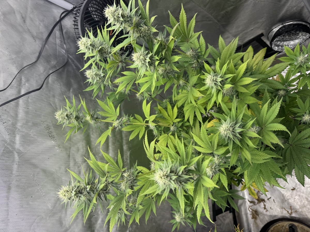 bbs-grow-diaries/blimburnseeds-com/user-46493/66f8cadbb1101e99