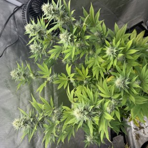 bbs-grow-diaries/blimburnseeds-com/user-46493/66f8cadbb1101e99