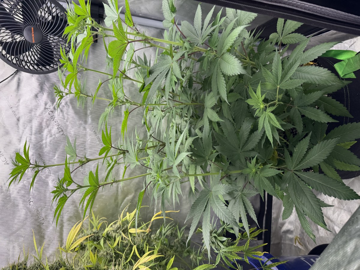 bbs-grow-diaries/blimburnseeds-com/user-46493/6b119bf58f973c3e