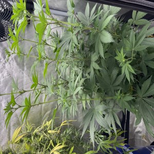 bbs-grow-diaries/blimburnseeds-com/user-46493/6b119bf58f973c3e