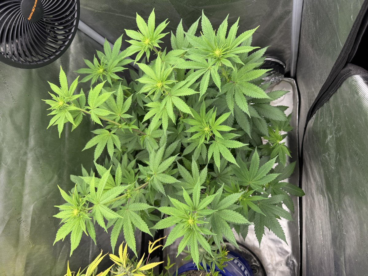 bbs-grow-diaries/blimburnseeds-com/user-46493/7803565f835afc1f
