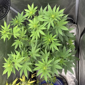 bbs-grow-diaries/blimburnseeds-com/user-46493/7803565f835afc1f