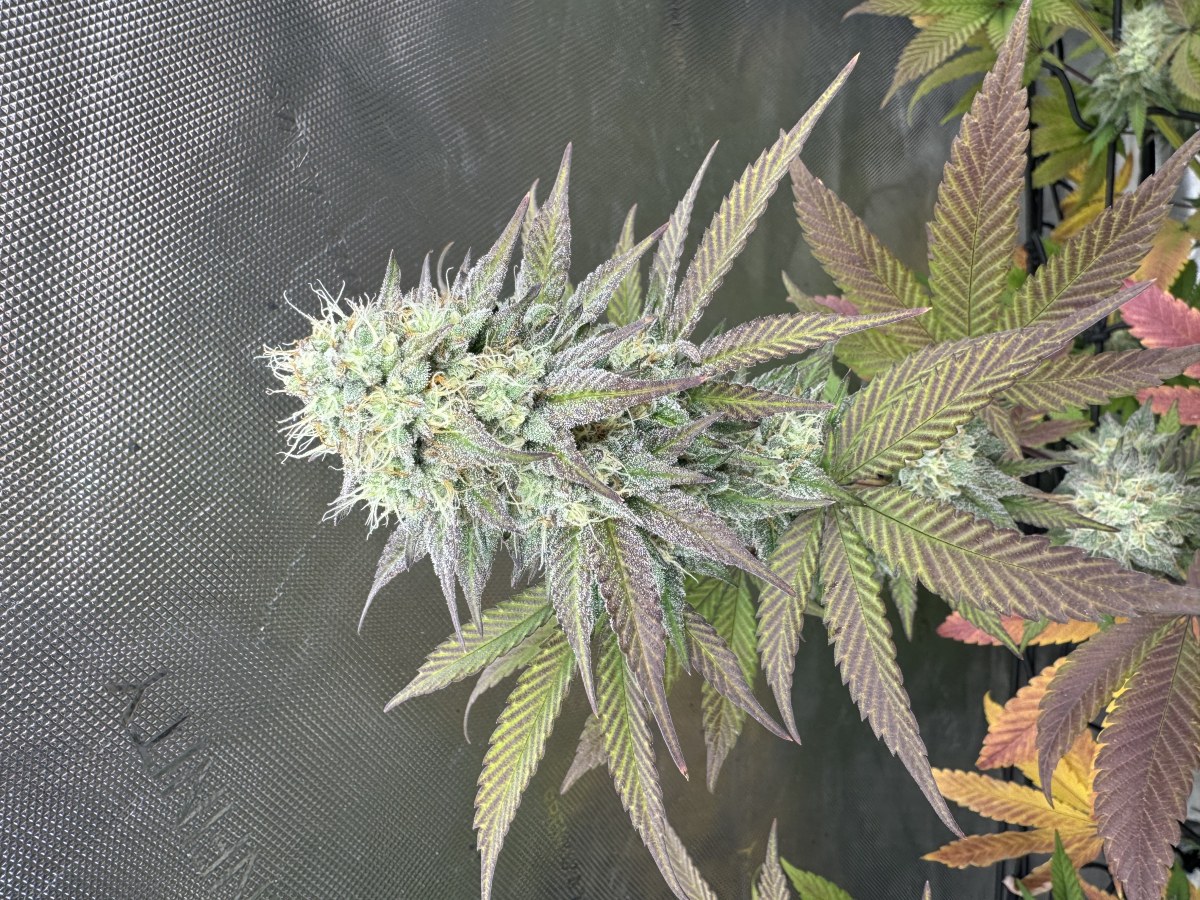 bbs-grow-diaries/blimburnseeds-com/user-46493/a62fb74fb148773b
