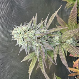 bbs-grow-diaries/blimburnseeds-com/user-46493/a62fb74fb148773b