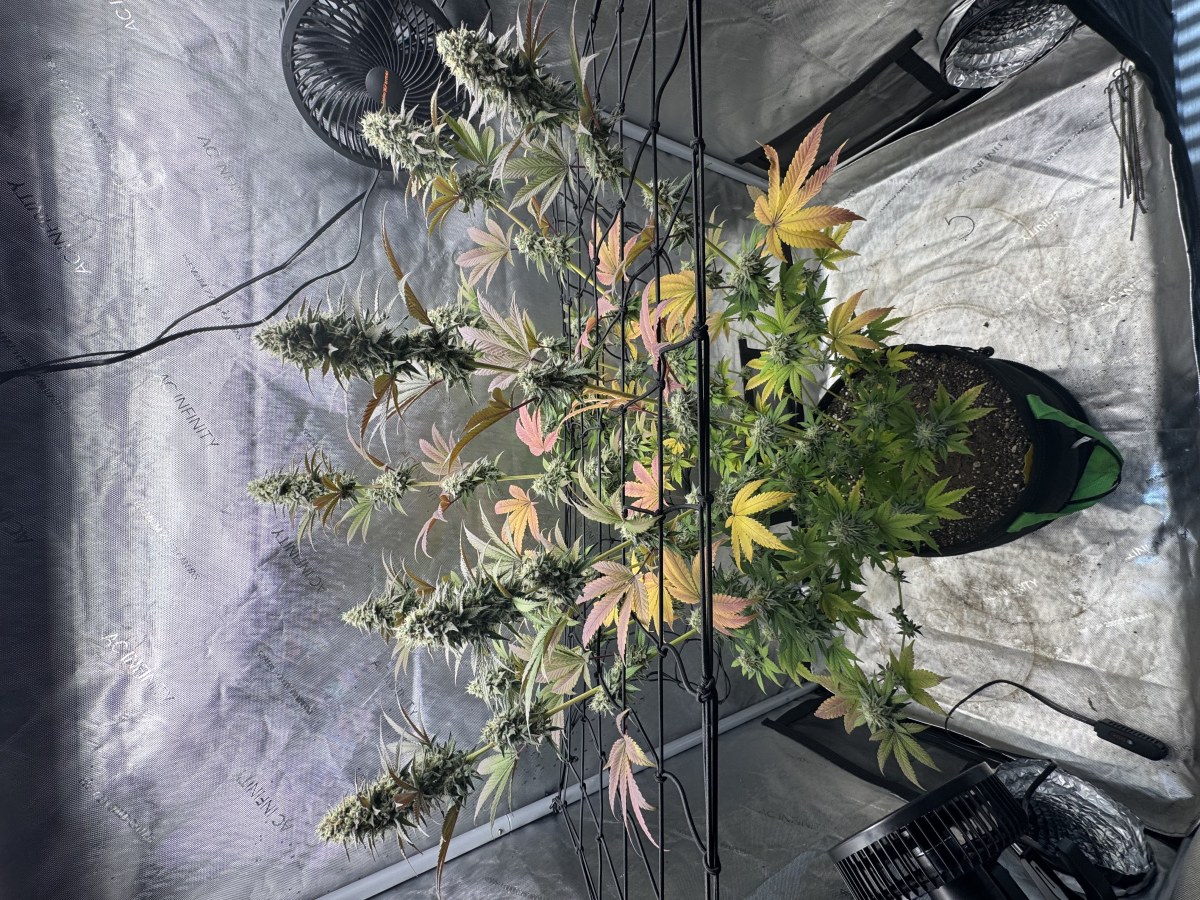 bbs-grow-diaries/blimburnseeds-com/user-46493/bcc777ed573efc4a