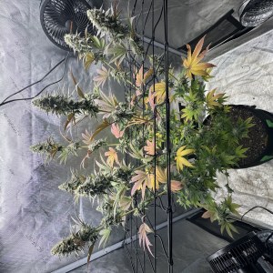 bbs-grow-diaries/blimburnseeds-com/user-46493/bcc777ed573efc4a