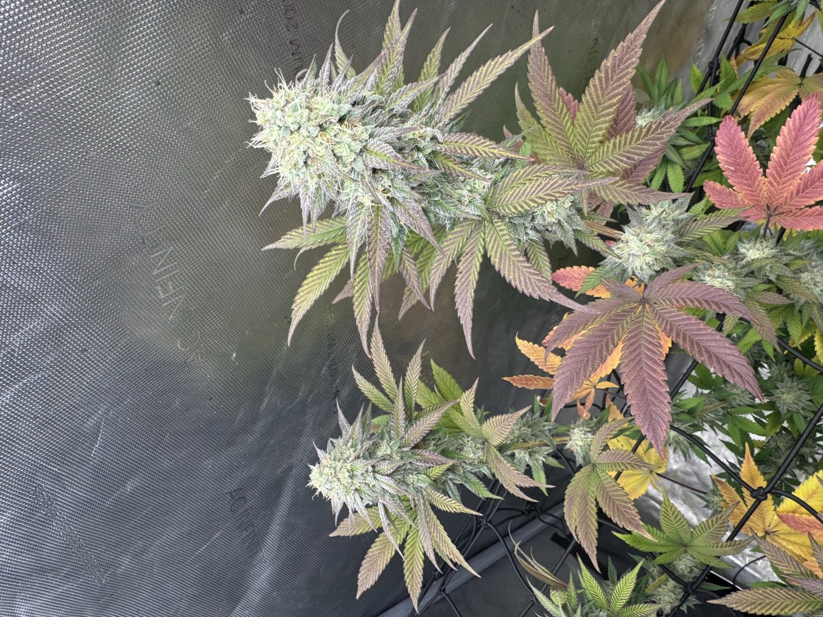 bbs-grow-diaries/blimburnseeds-com/user-46493/c8d86aadce5cac2d