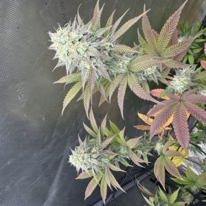 bbs-grow-diaries/blimburnseeds-com/user-46493/c8d86aadce5cac2d