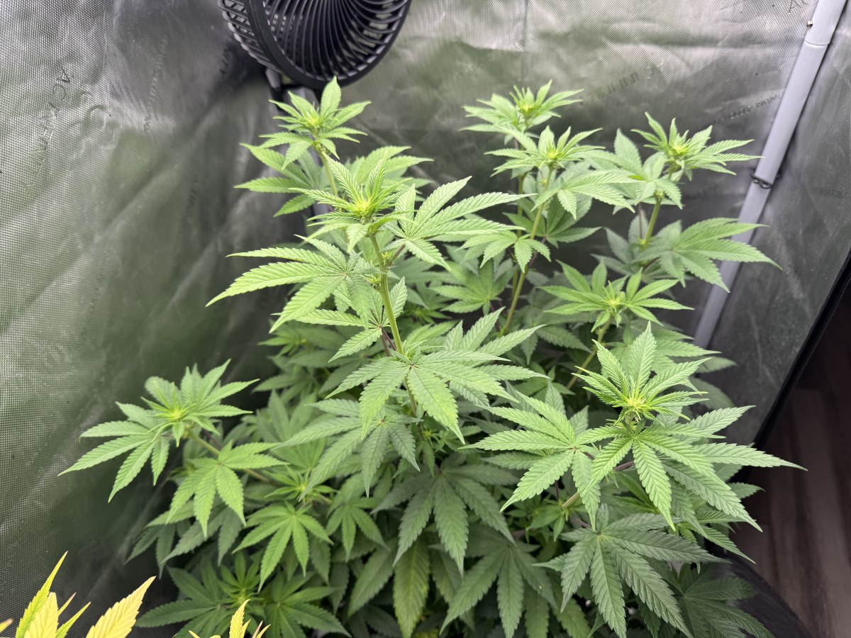 bbs-grow-diaries/blimburnseeds-com/user-46493/ddfc858334a3a005