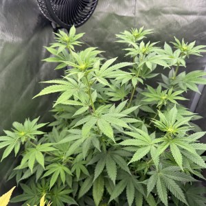 bbs-grow-diaries/blimburnseeds-com/user-46493/ddfc858334a3a005