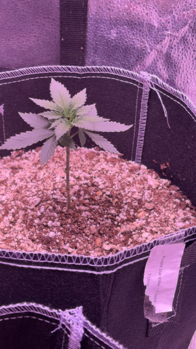 bbs-grow-diaries/blimburnseeds-com/user-46541/325fee57b6f8eab4