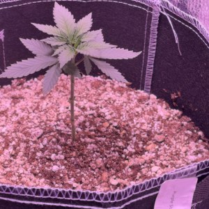 bbs-grow-diaries/blimburnseeds-com/user-46541/325fee57b6f8eab4
