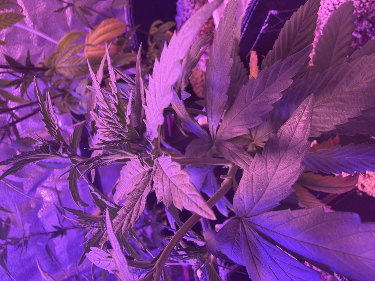bbs-grow-diaries/blimburnseeds-com/user-46541/347c83f55a3f7c2d