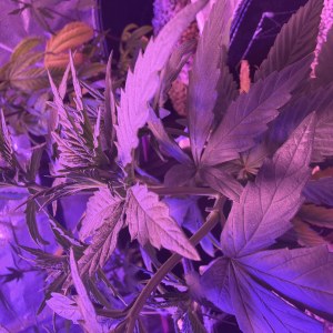 bbs-grow-diaries/blimburnseeds-com/user-46541/347c83f55a3f7c2d