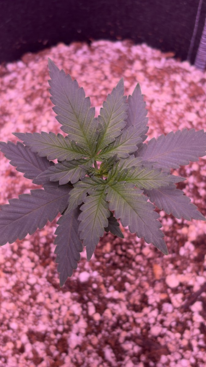 bbs-grow-diaries/blimburnseeds-com/user-46541/36120d3e1d0c8a44
