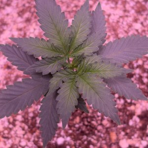 bbs-grow-diaries/blimburnseeds-com/user-46541/36120d3e1d0c8a44