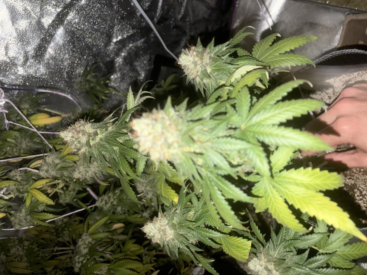 bbs-grow-diaries/blimburnseeds-com/user-46541/365b68cc4790f4c8